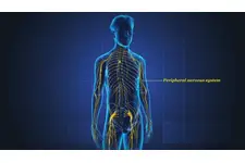 Çevresel Sinir Sistemi Bölümleri