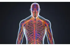 Sinir Sistemi Anatomisi Nedir?