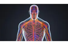 Sinir Sistemi Nedir? Özellikleri ve Faydaları Nelerdir?