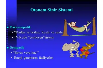 Otonom Sinir Sistemi Bölümleri
