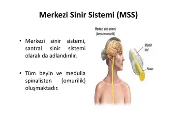 Santral Sinir Sistemi Hastalıkları ve Görevleri